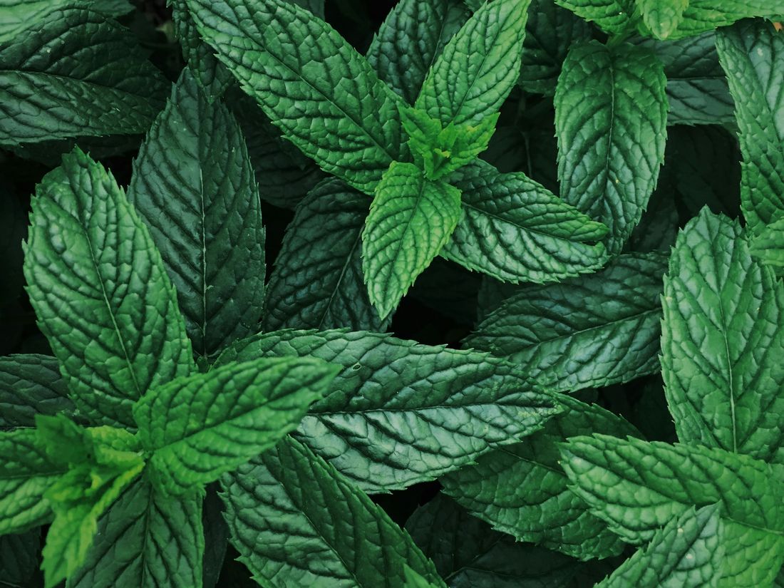Green leaves – medicine from plants